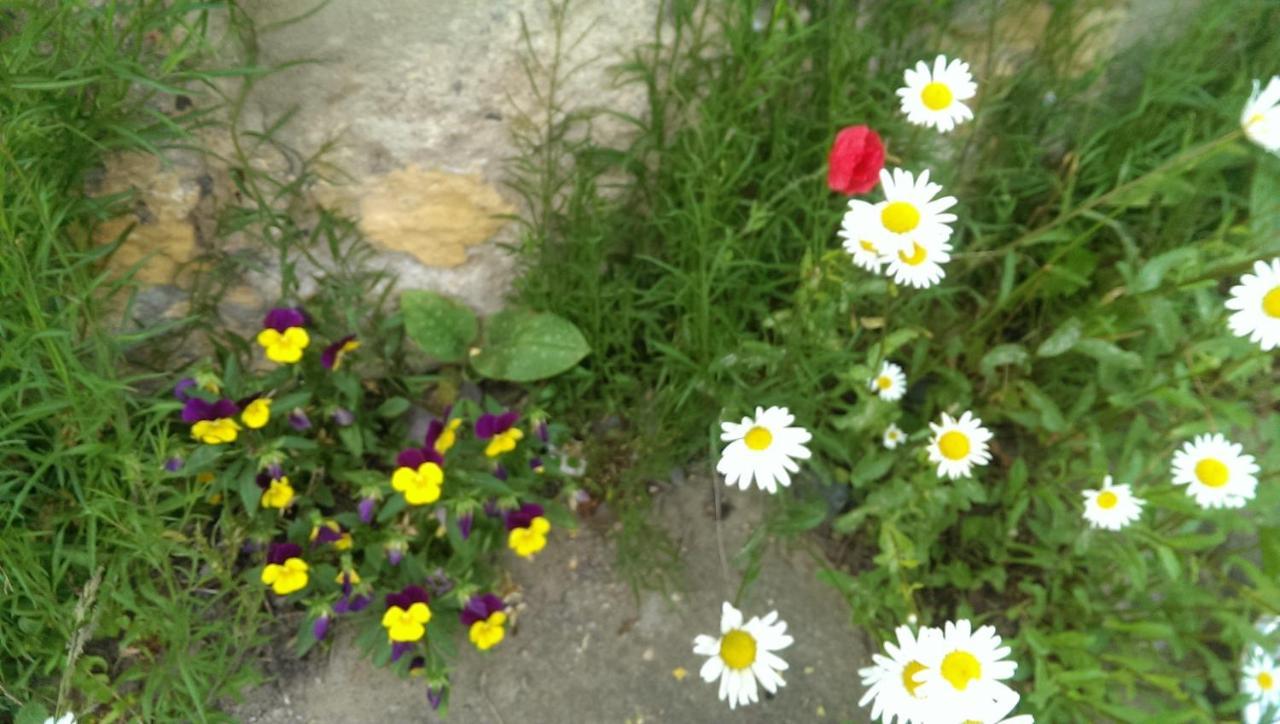 Ein Platz Fuer Ruhe Und Naturgenuss 세브니츠 외부 사진